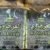 Extra Green thyme  "Alarjawi" - Image 2