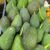 Lebanese Avocado - Image 2
