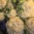CAULI FLOWER - Image 2
