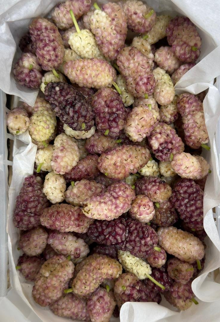 Lebanese berries