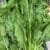 HERBS SPINACH LB - Image 2