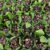 Syrian berries "BOX" - Image 2