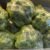 Broccoli - Image 2