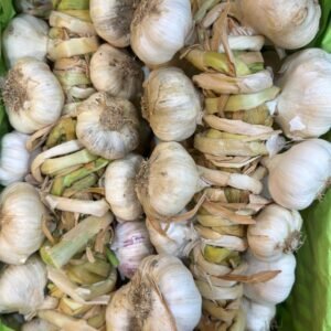 Syrian braided garlic