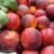 Syrian peach "Nectarine" - Image 2