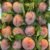 Lebanese peach "balamosa" - Image 2