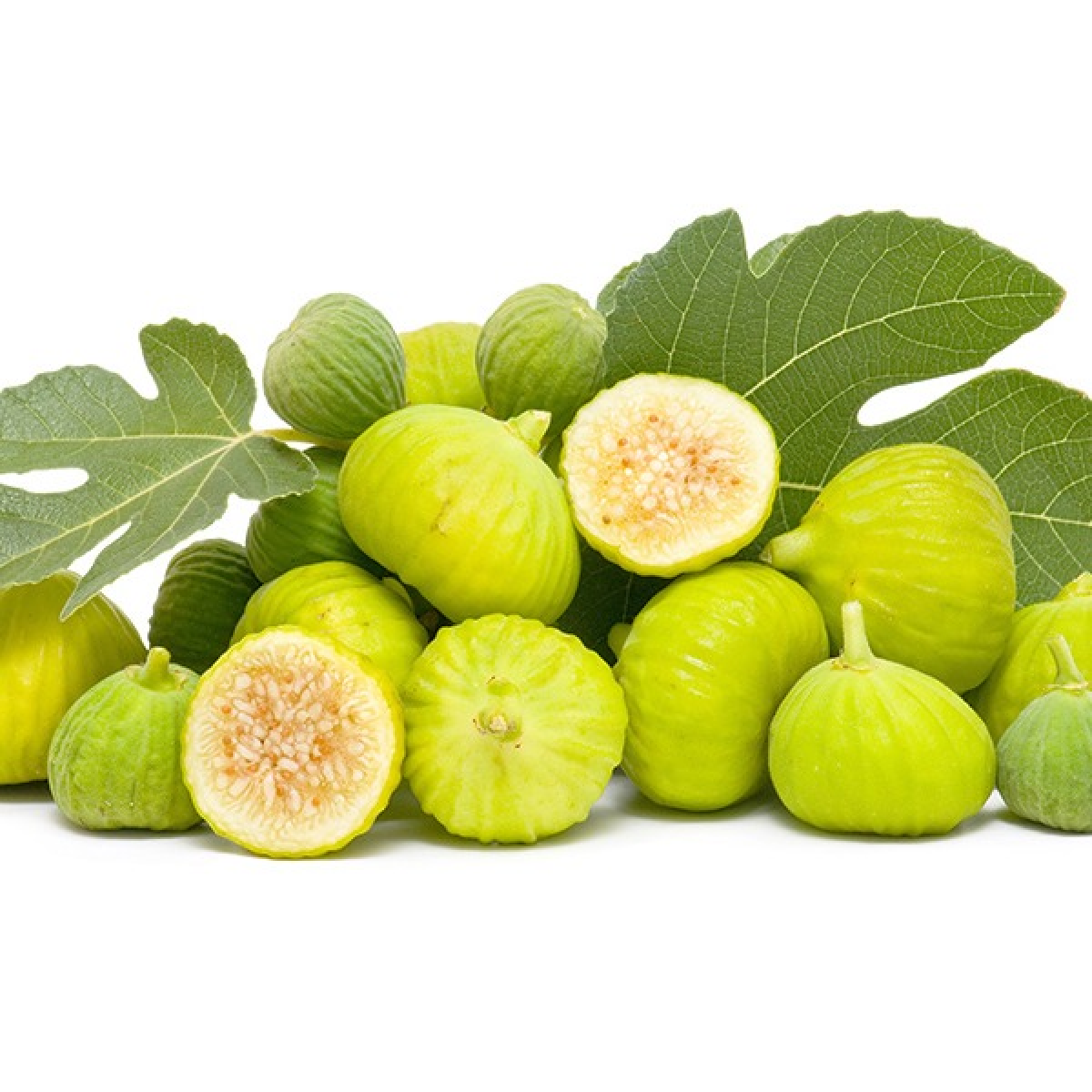 mountain fig