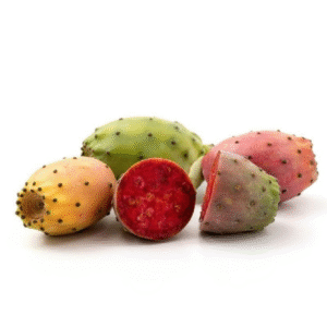 cactus “LEB”