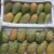 Yemeni cactus - Image 2