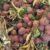 Lychee - Image 2