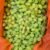 Lebanese grapes "Zeni" - Image 2