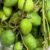 Sour mango - Image 2