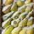 guava "BOX" - Image 2