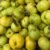 yellow hawthorn - Image 2