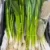 Green onions - Image 2