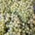 Syrian seedless grapes - Image 2