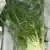 fennel LEB - Image 3