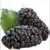 Turkish berries - Image 1